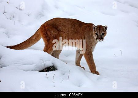 Cougar or Puma (Felis concolor), adult, foraging in the snow, winter, Montana, USA Stock Photo