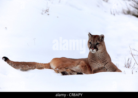 Cougar or Puma (Felis concolor), adult, resting in the snow, winter, Montana, USA Stock Photo