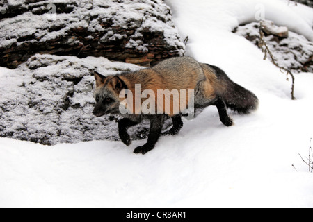 North American Red Fox (Vulpes vulpes), adult, foraging in the snow, winter, Montana, USA Stock Photo