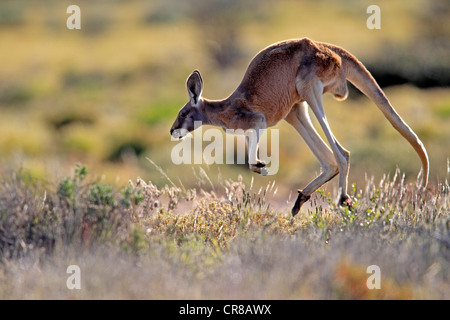 Red Kangaroo (Macropus rufus) jumping adult, Tibooburra, Sturt National Park, New South Wales, Australia Stock Photo