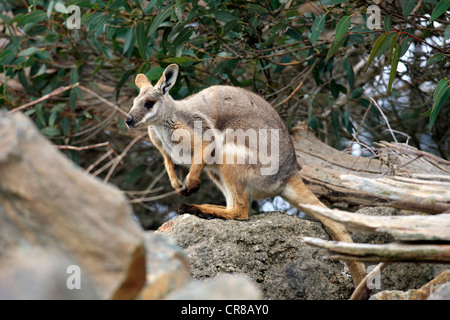 Yellow-footed Rock-wallaby (Petrogale xanthopus), South Australia, Australia Stock Photo