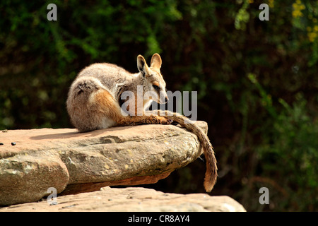 Yellow-footed Rock-wallaby (Petrogale xanthopus), resting on rocks, South Australia, Australia Stock Photo