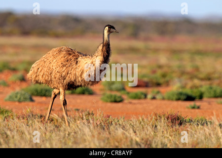 Emu (Dromaius novaehollandiae), Sturt National Park, New South Wales, Australia Stock Photo