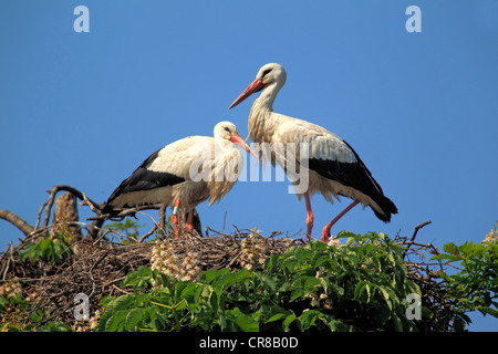 White Storks (Ciconia ciconia), pair in nest in chestnut tree, Mannheim, Baden-Wuerttemberg, Germany, Europe Stock Photo