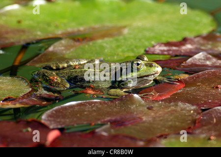Edible frog (Rana esculenta), between water lilies in water, Luisenpark, Mannheim, Baden-Wuerttemberg, Germany, Europe Stock Photo