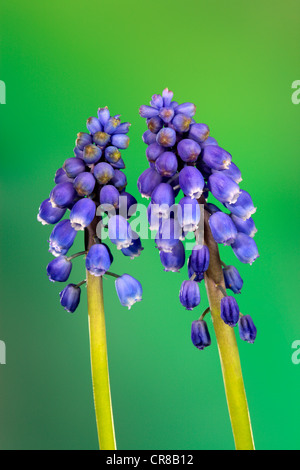 Grape hyacinth (Muscari latifolium), flower Stock Photo