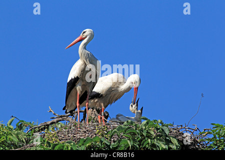 White Storks (Ciconia ciconia), adult feeding young in nest, chestnut tree, Mannheim, Baden-Wuerttemberg, Germany, Europe Stock Photo