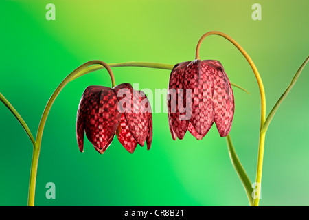 Snake's Head Fritillary, Checkered Daffodil or Chess Flower (Fritillaria meleagris), flowers, poisonous plant Stock Photo