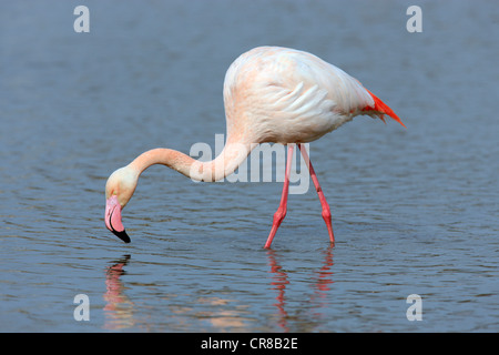 Greater Flamingo (Phoenicopterus ruber roseus), foraging in water, Saintes-Maries-de-la-Mer, Camargue, France, Europe Stock Photo