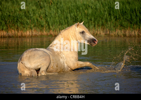 Camargue horse (Equus caballus), stallion in water, Saintes-Marie-de-la-Mer, Camargue, France, Europe Stock Photo