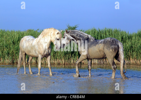 Two stallions, Camargue Horses (Equus caballus), Saintes Marie de la Mer, Camargue, France, Europe Stock Photo