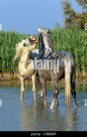 Two stallions, Camargue Horses (Equus caballus), Saintes Marie de la Mer, Camargue, France, Europe Stock Photo