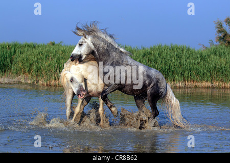 Camargue horses (Equus caballus), two stallions fighting in water, Saintes-Marie-de-la-Mer, Camargue, France, Europe Stock Photo