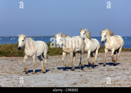 Camargue horses (Equus caballus), Saintes-Marie-de-la-Mer, Camargue, France, Europe Stock Photo