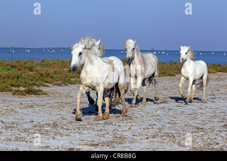 Camargue horses (Equus caballus), Saintes-Marie-de-la-Mer, Camargue, France, Europe Stock Photo