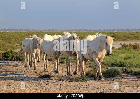 Camargue horses (Equus caballus), herd, Saintes-Marie-de-la-Mer, Camargue, France, Europe Stock Photo