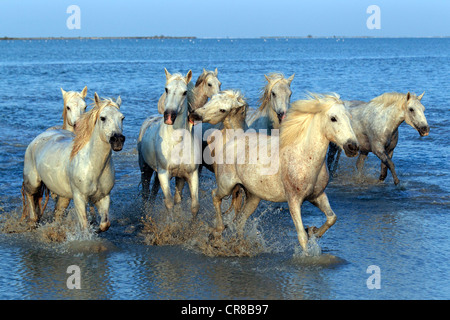 Camargue horses (Equus caballus), herd gallopping through water, Saintes-Marie-de-la-Mer, Camargue, France, Europe Stock Photo