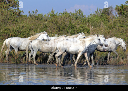 Camargue horses (Equus caballus), herd in water, Saintes-Marie-de-la-Mer, Camargue, France, Europe Stock Photo