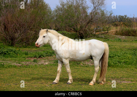 Camargue Horse (Equus caballus), mare, Saintes-Marie-de-la-Mer, Camargue, France, Europe Stock Photo