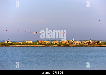 Camargue Horses (Equus caballus), some with people riding them, flamingos, Saintes-Marie-de-la-Mer, Camargue, France, Europe Stock Photo