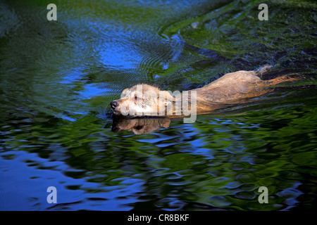 Wolf (Canis lupus), young, swimming in the water, Minnesota, USA, North America Stock Photo