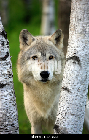 Wolf (Canis lupus), adult, looking between two birch trunks, Minnesota, USA, North America Stock Photo