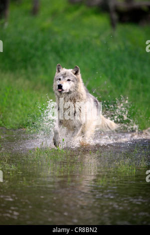 Wolf (Canis lupus), adult, running through water, Minnesota, USA, North America Stock Photo