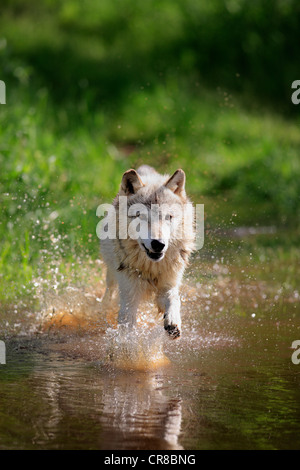 Wolf (Canis lupus), adult, running through water, Minnesota, USA, North America Stock Photo