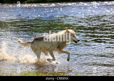 Wolf (Canis lupus), adult, running through water, Minnesota, USA, North America Stock Photo