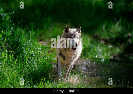 Wolf (Canis lupus), adult, running through water, Minnesota, USA, North America Stock Photo