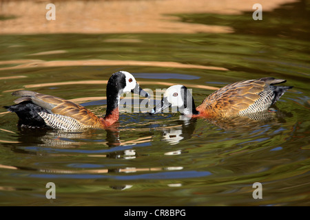 White-faced Whistling-ducks (Dendrocygna viduata), adult pair, floating in the water, Kruger National Park, South Africa, Africa Stock Photo