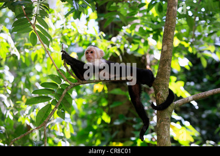 White-headed Capuchin (Cebus capucinus), male, in a tree, Roatan, Honduras, Caribbean, Central America, Latin America Stock Photo