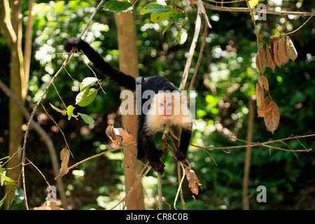 White-headed Capuchin (Cebus capucinus), male, in a tree, Roatan, Honduras, Caribbean, Central America, Latin America Stock Photo