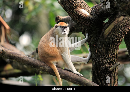 White-nosed patas monkey (Erythrocebus patas pyrrhonotus), adult on tree, captive, Singapore, Southeast Asia Stock Photo