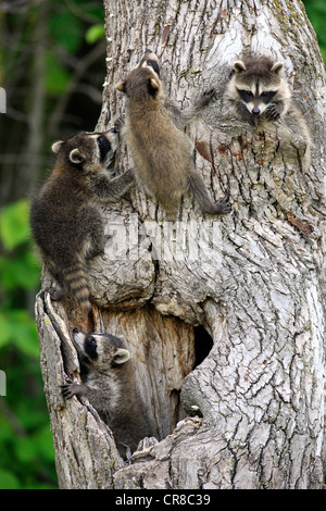 Raccoons (Procyon lotor), kits climbing tree, Minnesota, USA Stock Photo