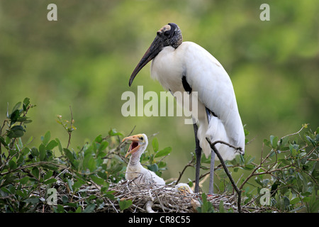 Wood stork (Mycteria americana), adult bird with young, nest, Florida, USA Stock Photo