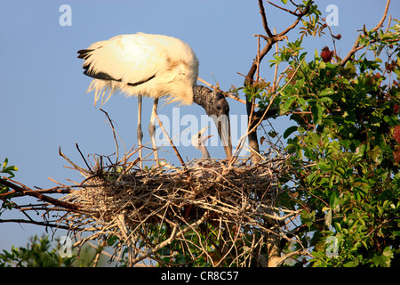 Wood stork (Mycteria americana), adult bird with young, nest, Florida, USA Stock Photo