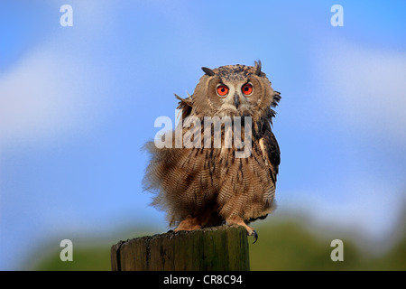 Eagle Owl (Bubo bubo), adult, perched on a look-out, Germany, Europe Stock Photo