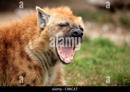 Spotted Hyena or Laughing Hyena (Crocuta crocuta), adult, yawning, Kruger National Park, South Africa, Africa Stock Photo