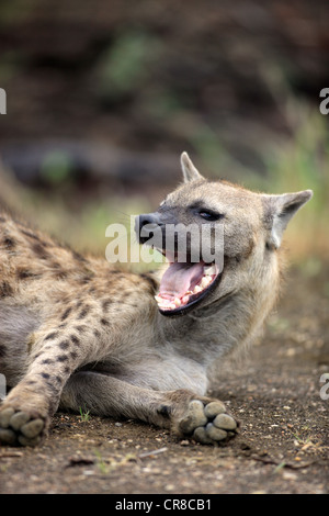 Spotted Hyena or Laughing Hyena (Crocuta crocuta), adult, yawning, Kruger National Park, South Africa, Africa Stock Photo