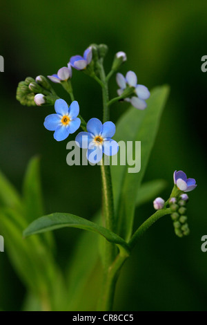 Water Forget-me-not (Myosotis palustris), flowering, wild plant, Germany, Europe Stock Photo