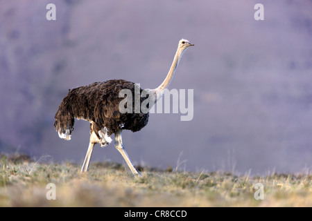 Southern Ostrich (Struthio camelus australis), female, Mountain Zebra National Park, South Africa, Africa Stock Photo