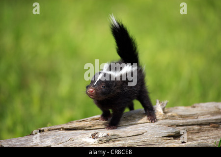 Striped Skunk (Mephitis mephitis), juvenile, one month, on tree trunk, Minnesota, USA Stock Photo