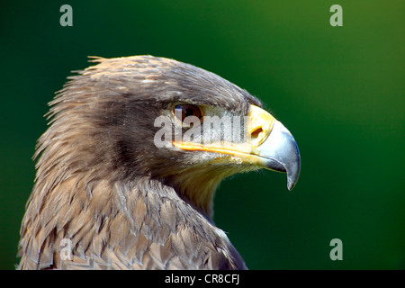 Steppe Eagle (Aquila nipalensis), adult, portrait Stock Photo