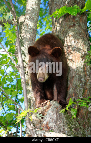 American black bear (Ursus americanus), young on tree, Minnesota, USA Stock Photo