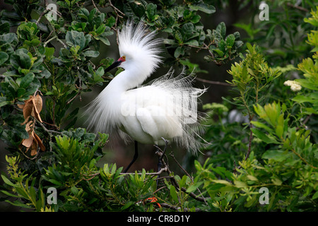 Snowy egret (Egretta thula), adult, on tree, breeding plumage, Florida, USA Stock Photo