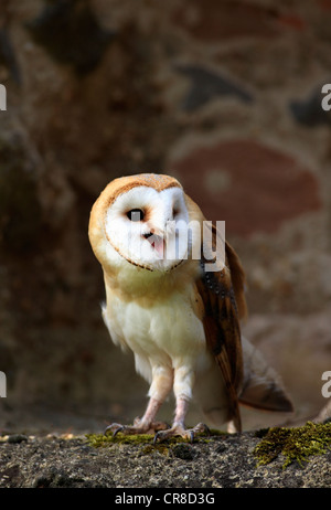 Barn owl (Tyto alba), adult, calling, Germany, Europe