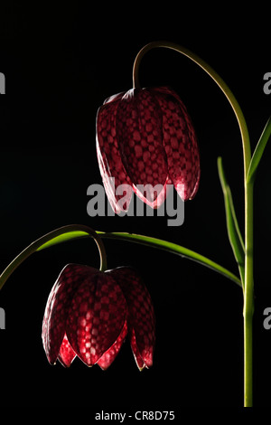 Snake's head fritillary, Checkered daffodil, Chess flower (Fritillaria meleagris), flowers, poisonous plant, Germany, Europe Stock Photo