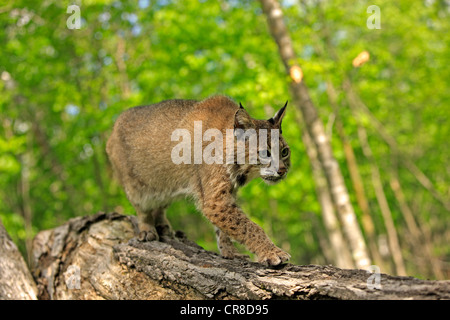 Bobcat (Lynx rufus), adult on tree, walking, Minnesota, USA Stock Photo