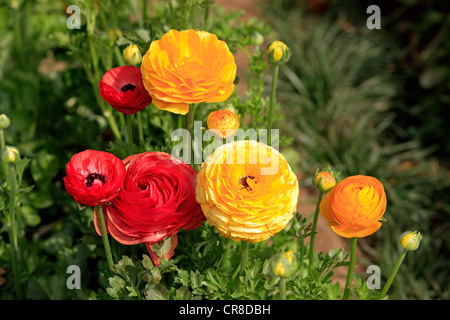 Persian Buttercup or Ranunculus (Ranunculus asiaticus), in flower, Carlsbad, California, USA Stock Photo